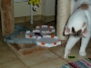 hexbug-nano_gal9