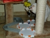 hexbugs-nano_gal1