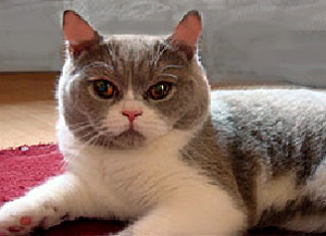 BKH Kater