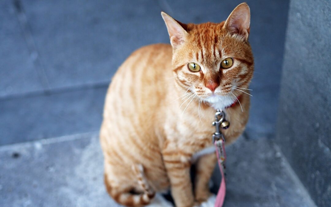 WICHTIG: Katze kennzeichnen lassen und registrieren