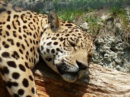 Schlafender Jaguar im Zoo Salzburg