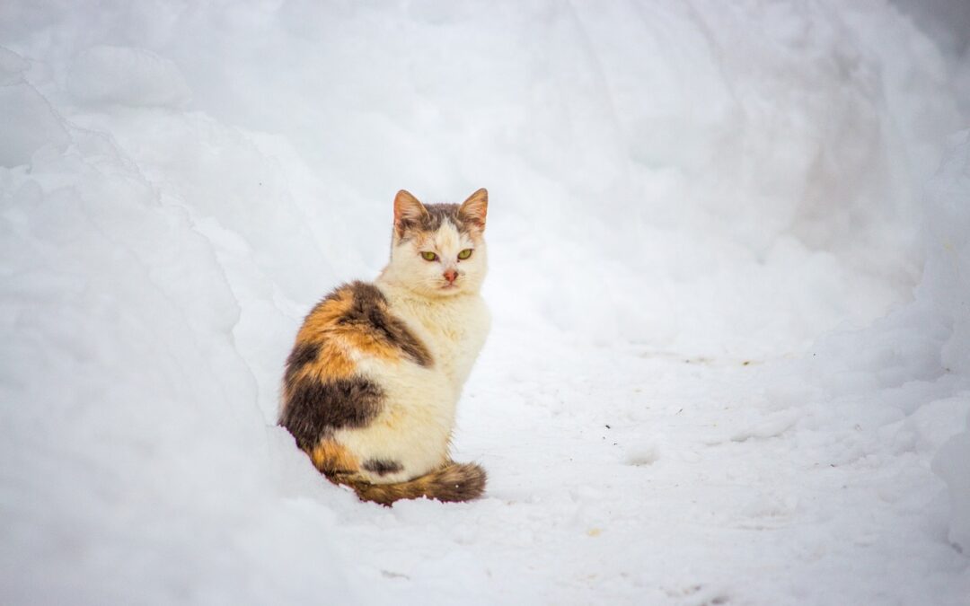 Streunerkatzen im Winter – so könnt ihr helfen