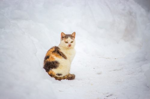 Streunerkatzen Im Winter - So Könnt Ihr Helfen – Haustiger - Fundiertes ...