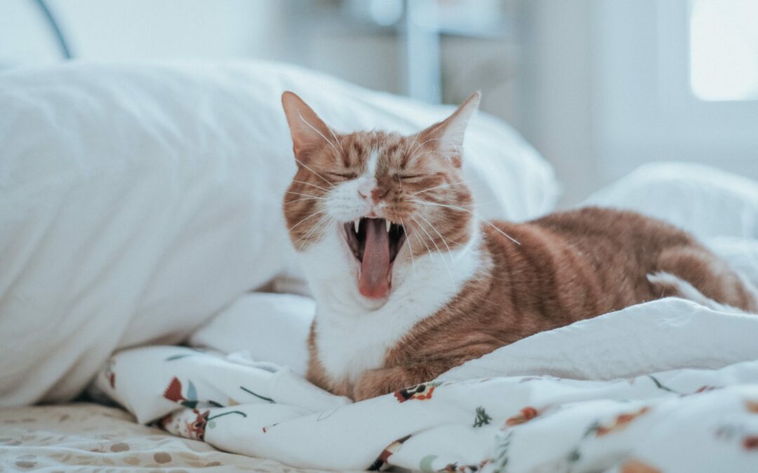 Interview: Vegan leben und Katzen barfen
