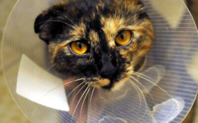 Katzenfreundliche Trichteralternativen – Katzen nach der OP