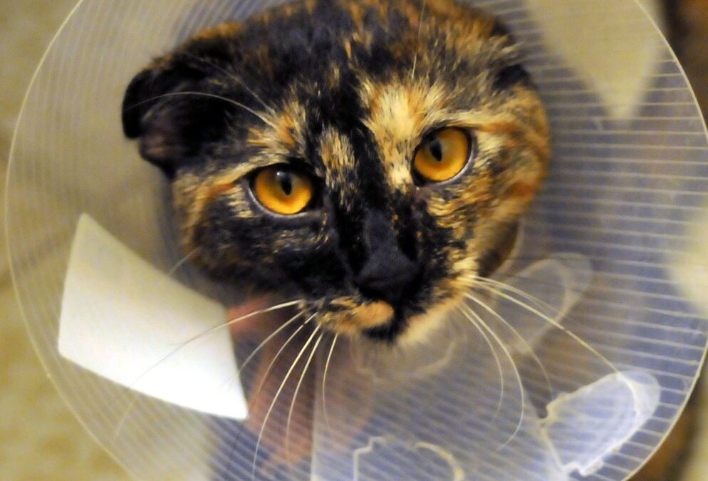 Katzenfreundliche Trichteralternativen – Katzen nach der OP