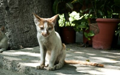 Katzen päppeln – wenn die Katze zunehmen muss