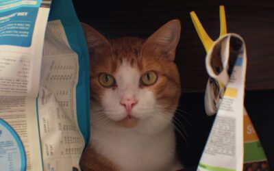 Was sind eigentlich tierische Nebenerzeugnisse?