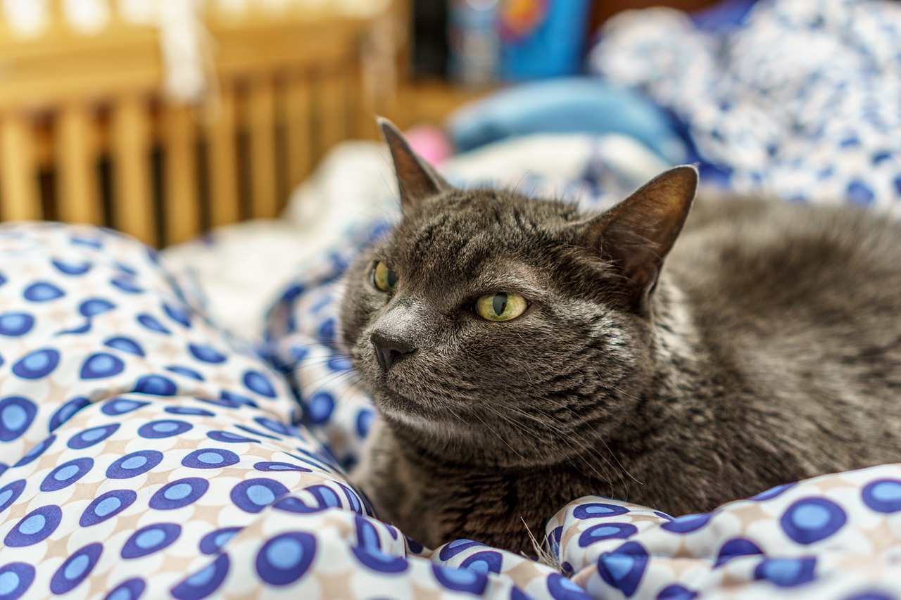 6 Gründe, warum Katzen nachts den Schlaf rauben und was du dagegen tun kannst.