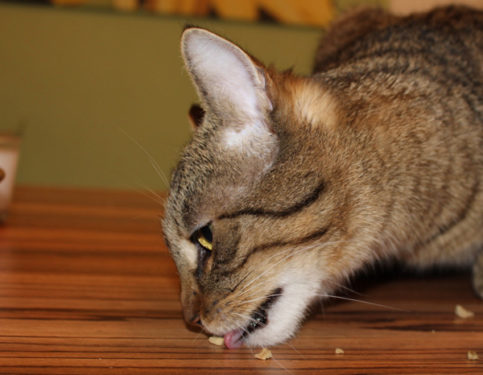 Leckerlis aus Leber können für Katzen gefährlich sein