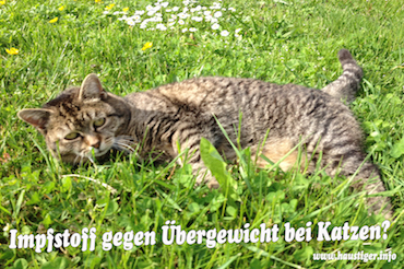 Impfstoff gegen Übergewicht bei Katzen