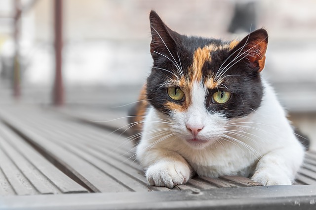 Studie: Wie Stress die Gesundheit von Katzen beeinträchtigen kann und was man dagegen tun kann.