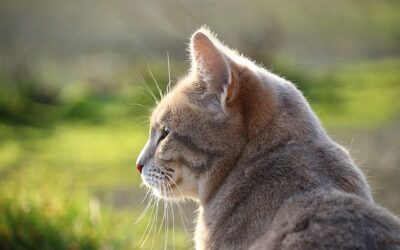 Neolithische Revolution führte auch in China zur Domestikation der Katze