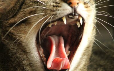 Stammzellentherapie: Chance für Katzen mit chronischer Gingivostomatitis?