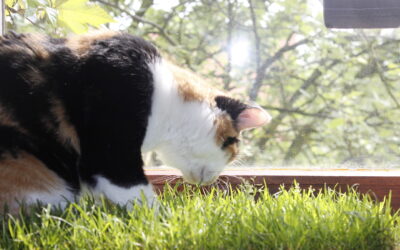 Katzengras im Haustiger-Test: Miau-Katzengras