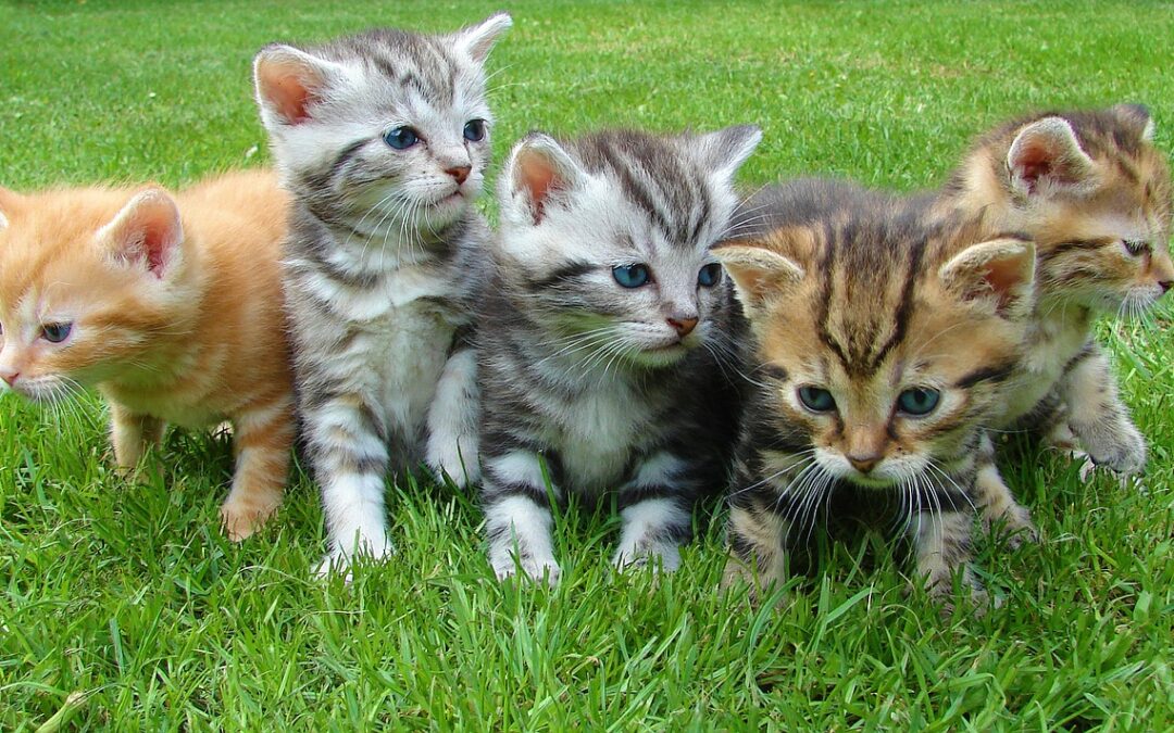 Studie: Kater und Katzen reagieren auf Kittenlaute unterschiedlich