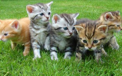 Studie: Kater und Katzen reagieren auf Kittenlaute unterschiedlich