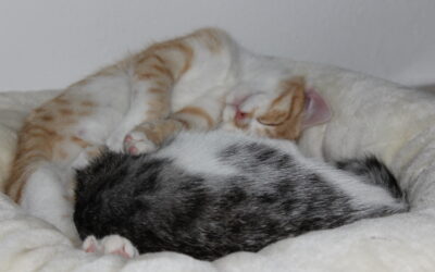 Wie ihr euren Katzen die Vergesellschaftung erleichtern könnt