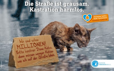 „Die Straße ist grausam. Kastration harmlos“