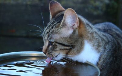 Wasser für Katzen: Das Lebenselixier schlechthin