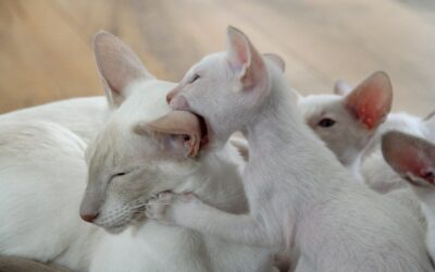 Experiment: Wie Katzen eigene und fremde Kitten unterscheiden können, es aber nicht immer tun.