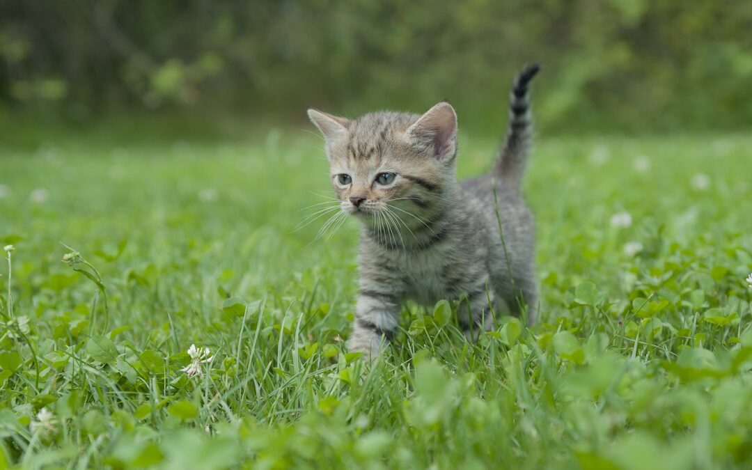 Experten empfehlen: Katzenkinder frühestens mit 14 Wochen von Mutter und Geschwistern trennen