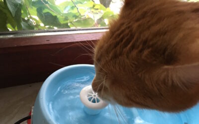 Katzenbrunnen im Haustiger-Test: Cat-H2O