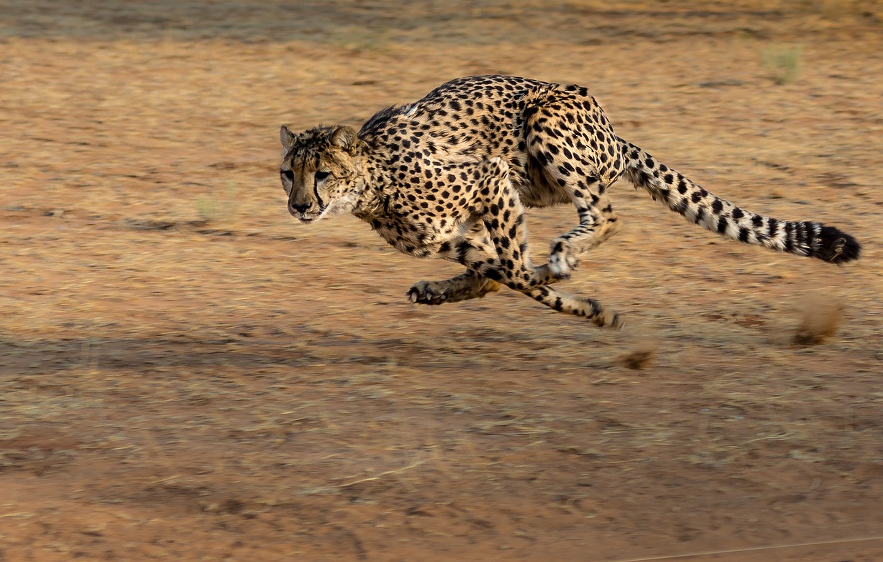 Cheetahs of Central Namibia