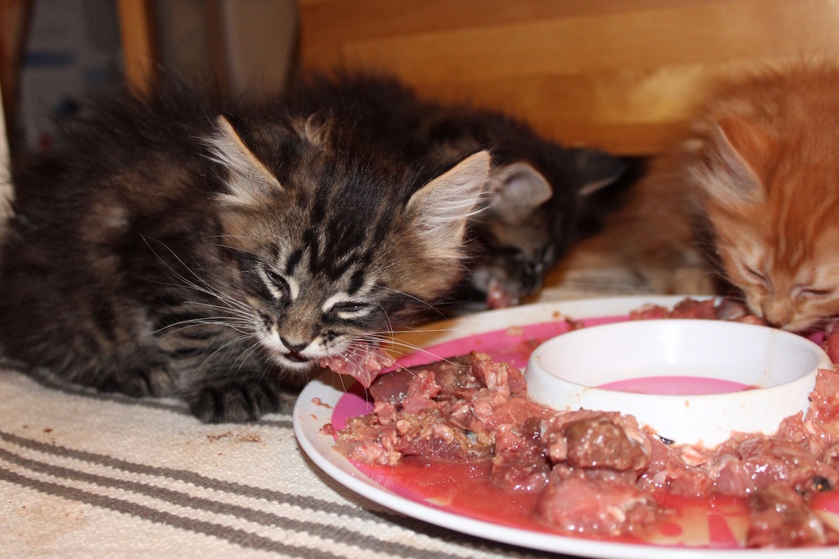 Kitten beim Fressen