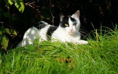 Wärmeregulierung: Ob Katzen schwitzen können und andere heiße Fragen