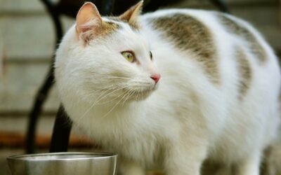 Experten empfehlen: Katzen am besten getrennt füttern