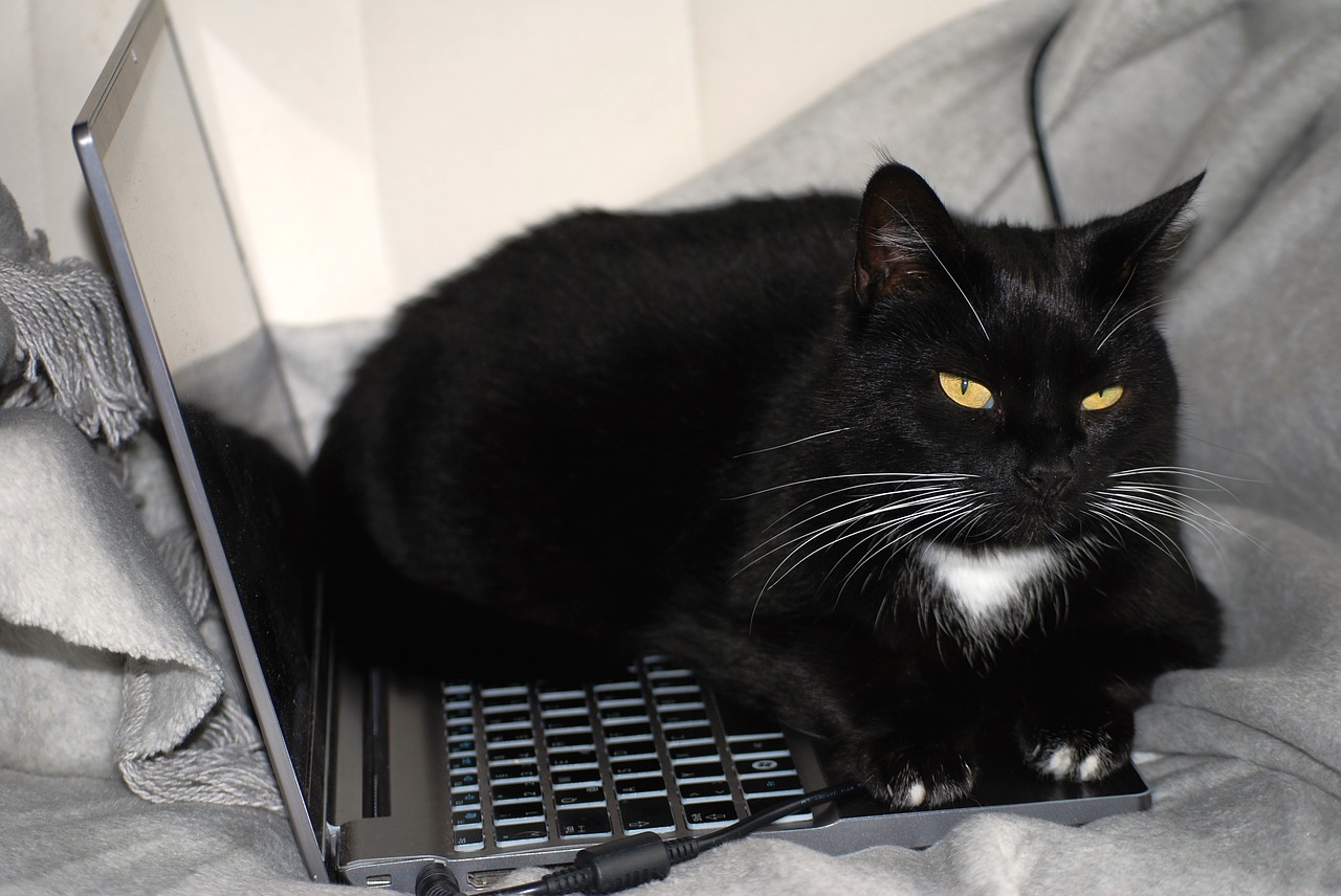 Katze auf Computer