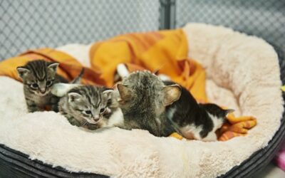 Straßenkatzen in Rumänien brauchen dringend Hilfe!