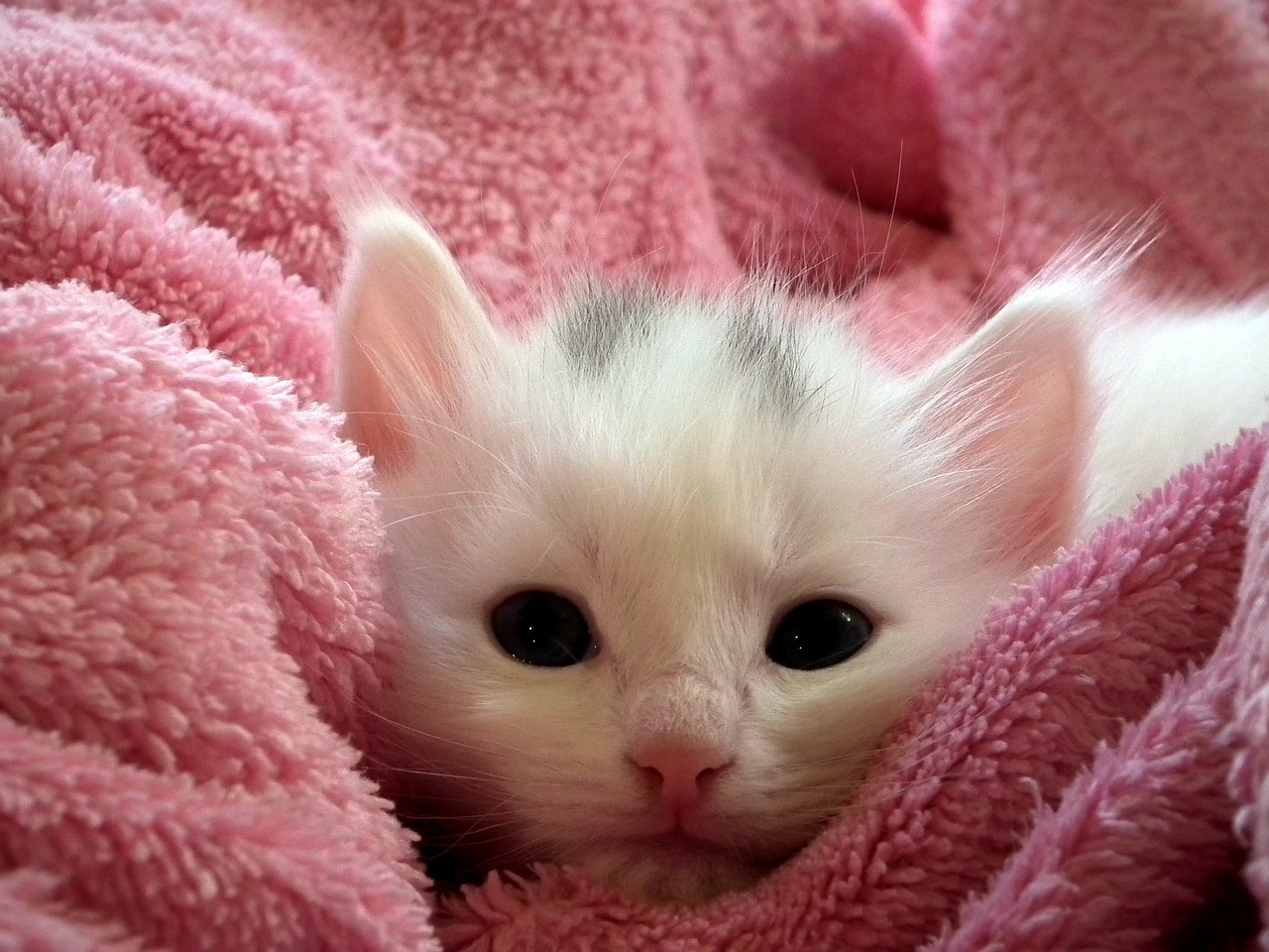 Feline Neonatale Isoerythrolyse Gefahr durch Blutgruppenunverträglichkeit bei neugeborenen Katzen