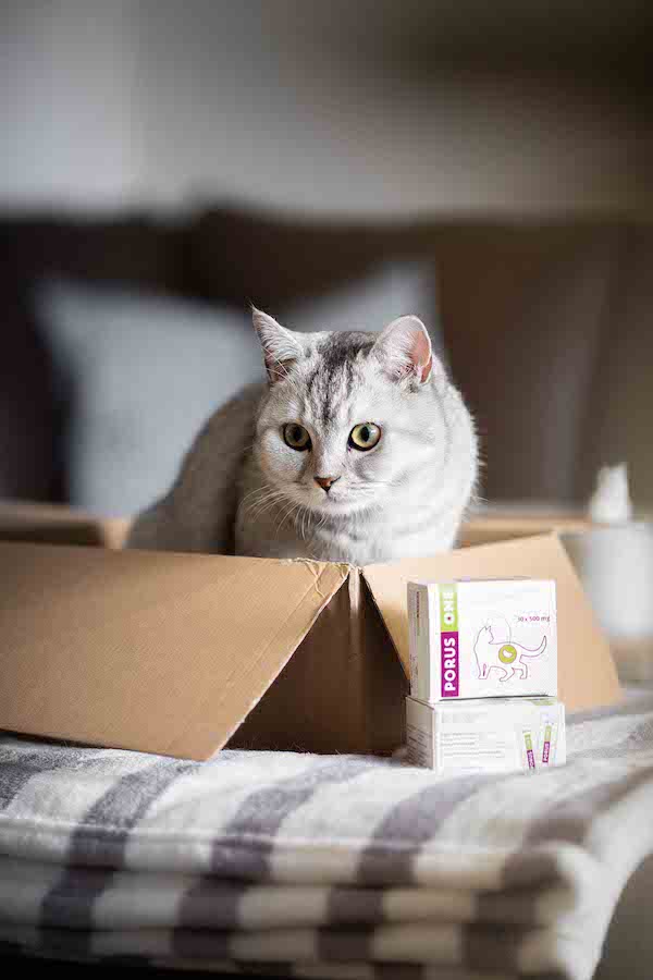 Katze im Karton mit Porus One