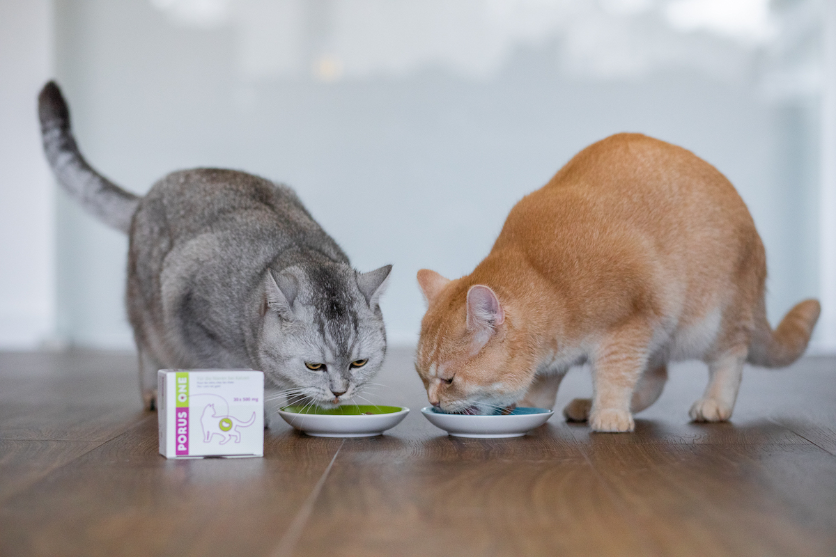 Zwei fressende Katzen mit Porus® One