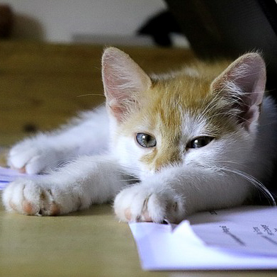 cat-3599255_640-2