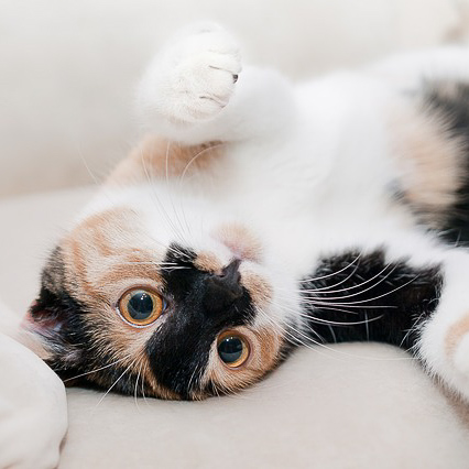cat-649164_640-2