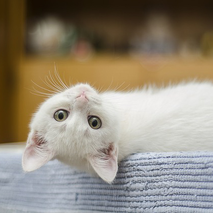 kitten-1285341_640-2