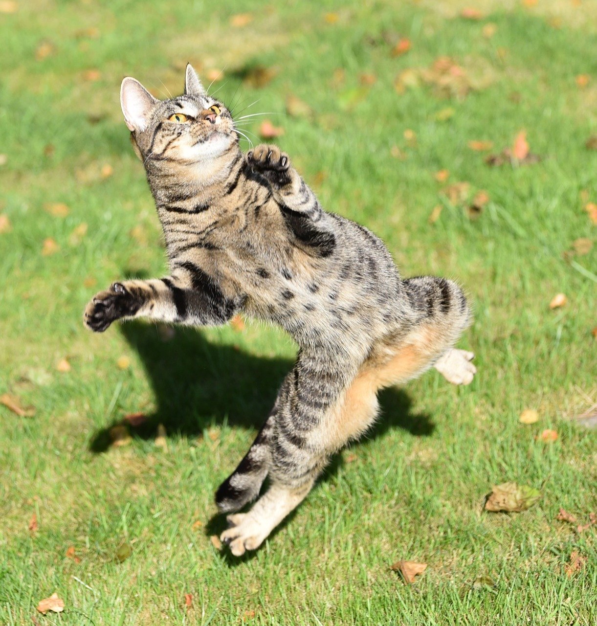 cat-1718842_1280