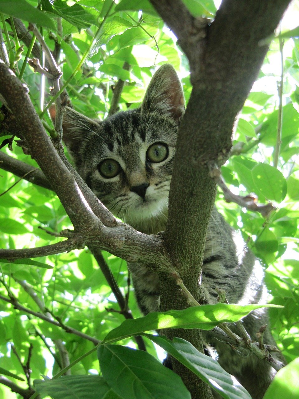 cat-598409_1280