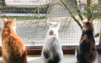 14 Fragen, die du dir unbedingt stellen solltest, bevor du einer weiteren Katze ein Zuhause gibst