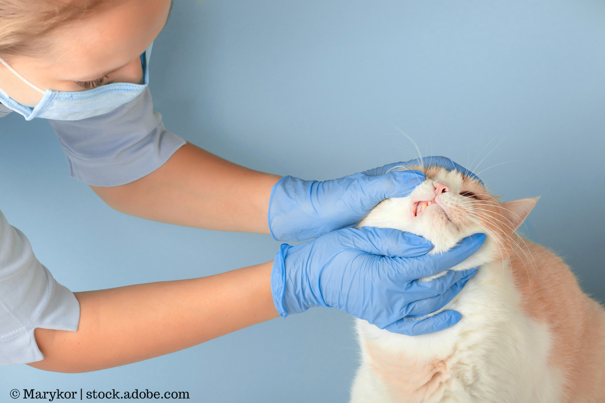 Coronaviren bei Katzen – Antworten auf häufige Fragen