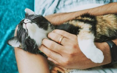 Hausmittel für Katzen gegen Durchfall, Erbrechen und tränende Augen