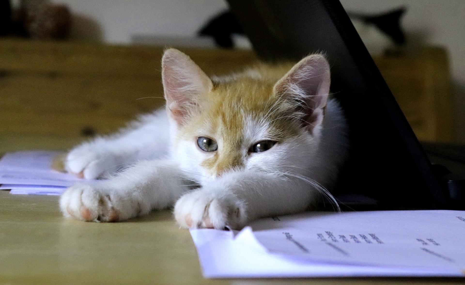 Tierversicherung für Katzen: 6 häufige Irrtümer
