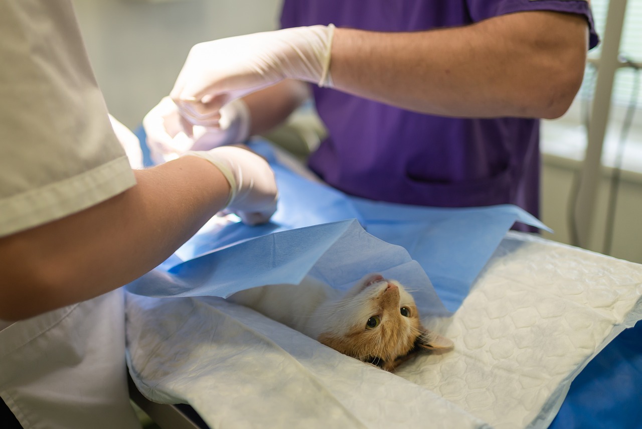 Katze Operation Tierarzt