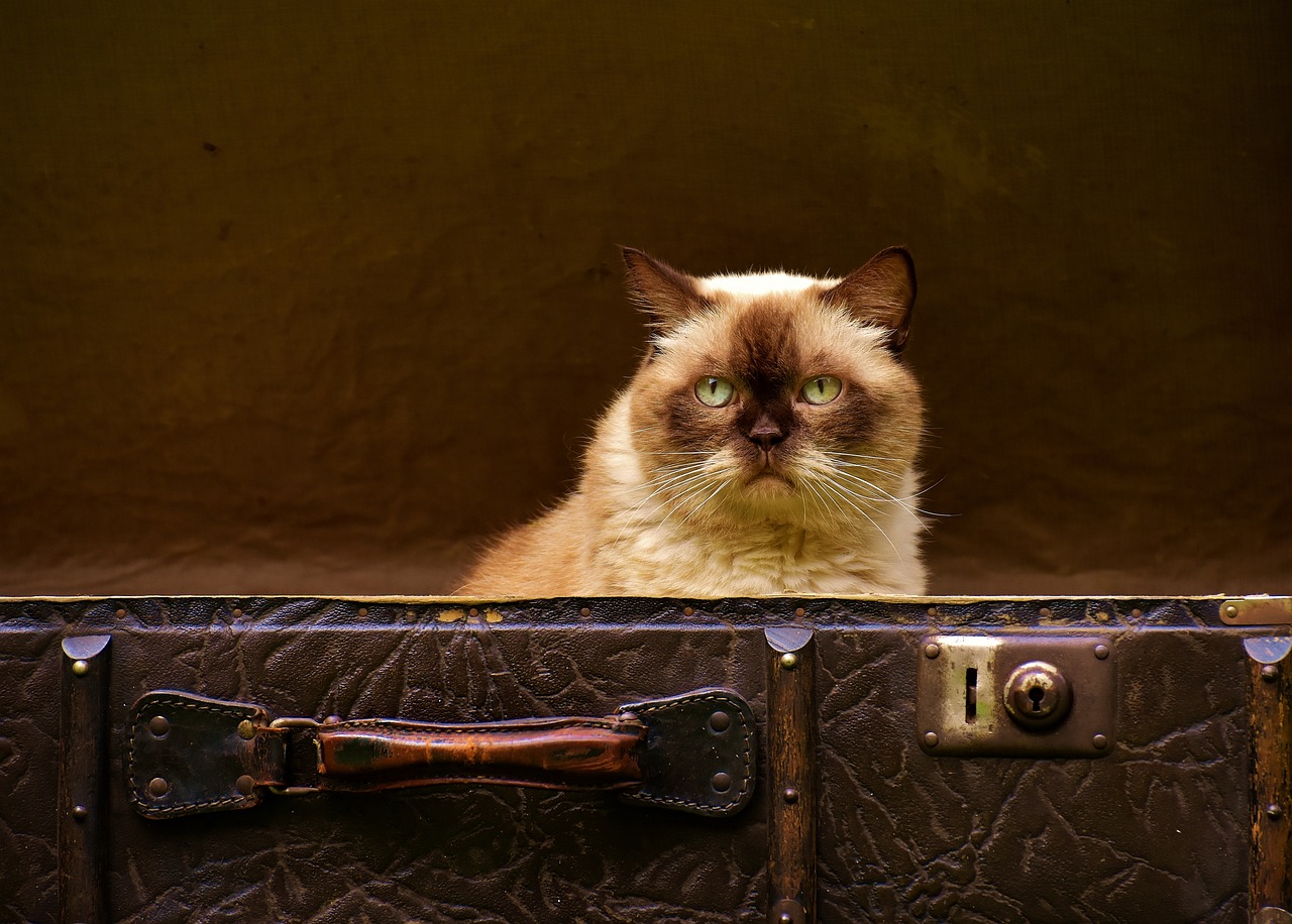 Interview: Verhaltensauffälligkeiten bei alten Katzen… und möglicher Einfluss von Krankheiten auf das Verhalten
