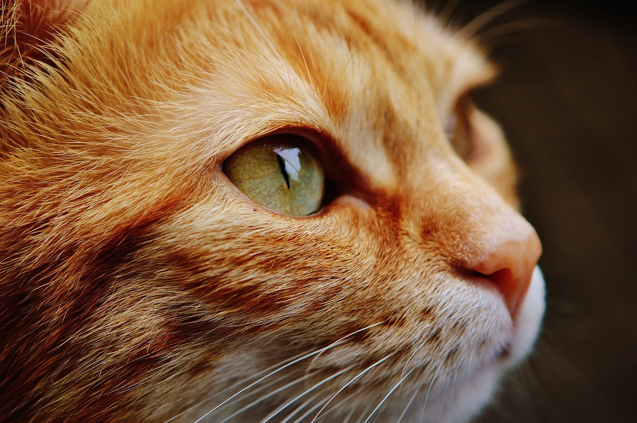 Dakryozystitis: Entzündung des Tränensacks bei der Katze