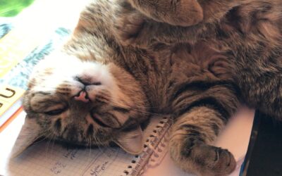 Veröffentlichungen und Presse