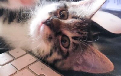 Die Person hinter Haustiger